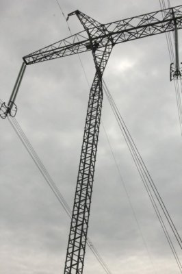Societatea Ornitologică Română montează cuiburi artificiale pentru a salva şoimul dunărean